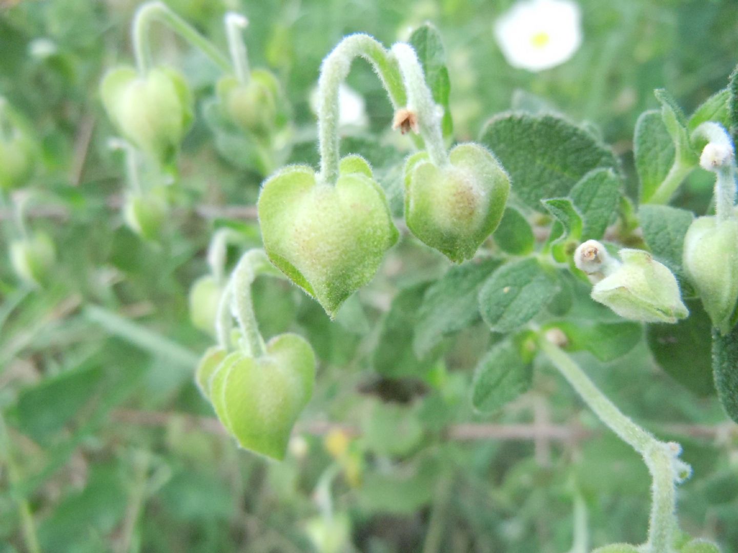 Cistus salviifolius